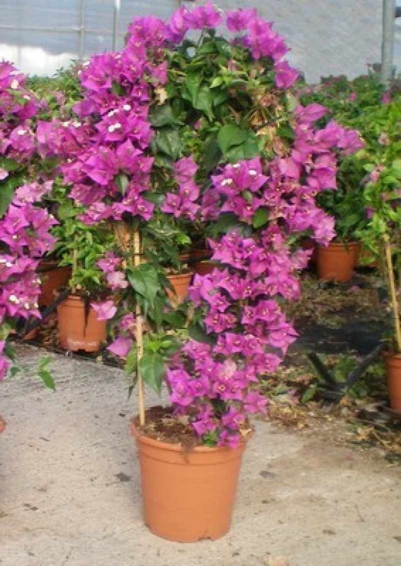 Bougainvillier