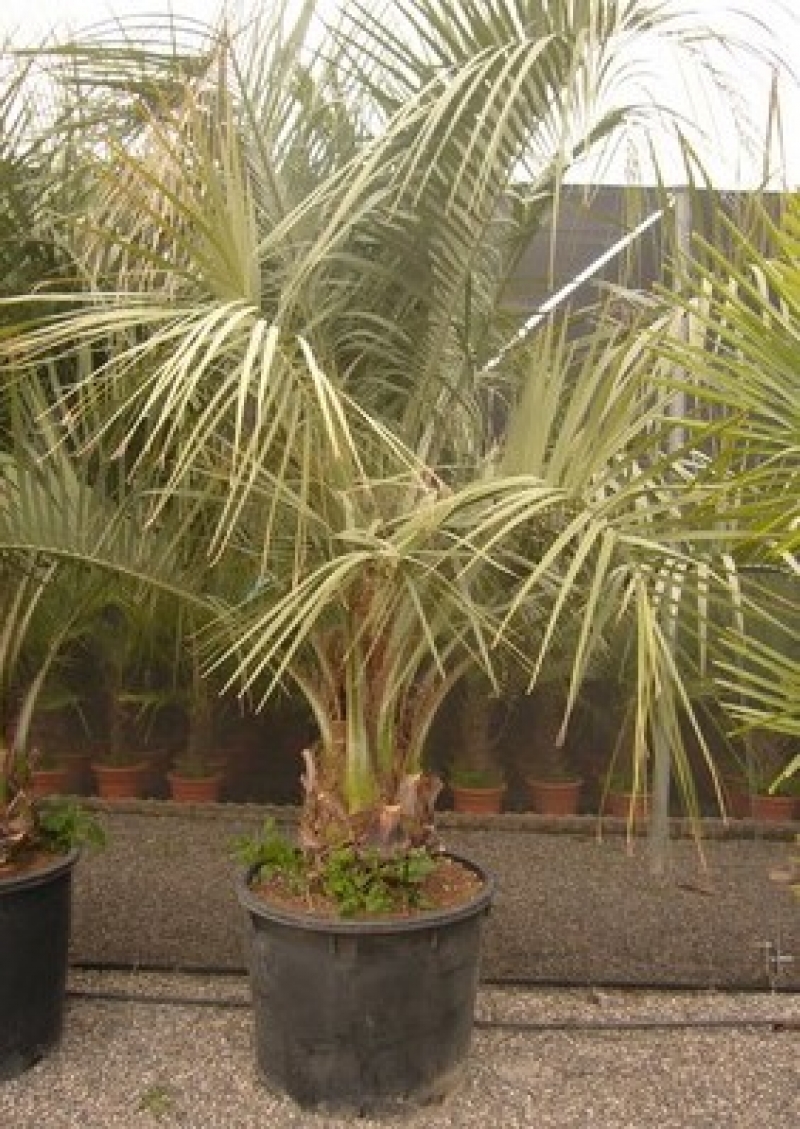 Butia Capitata du Brésil