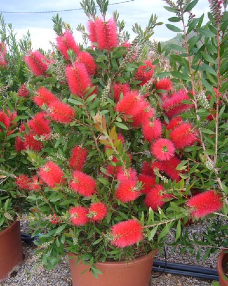 Callistemon