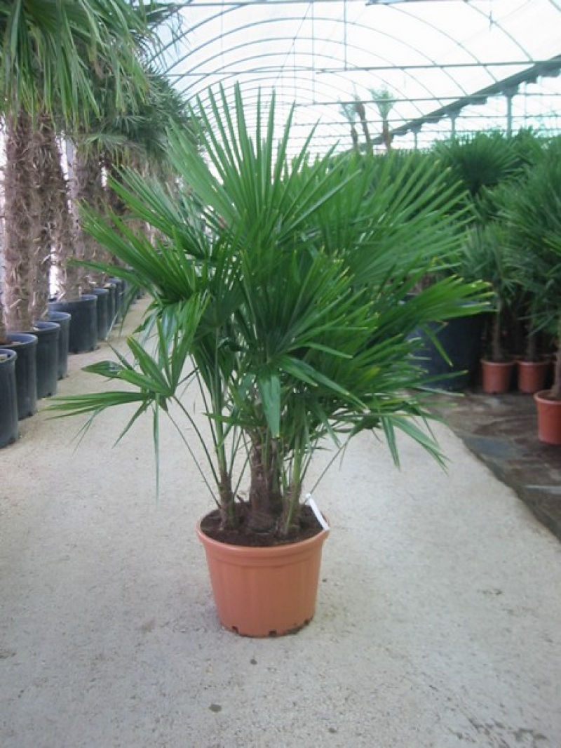 Chamaerops Excelsa