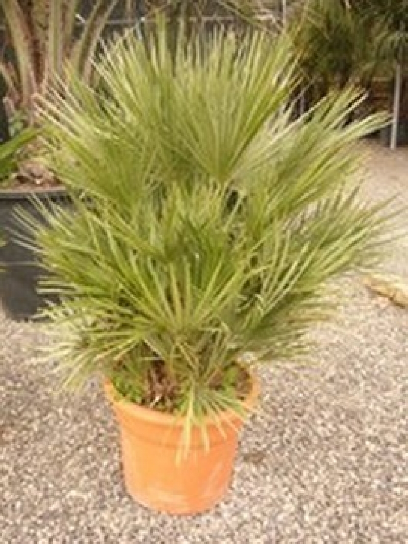 Chamaerops Humilis