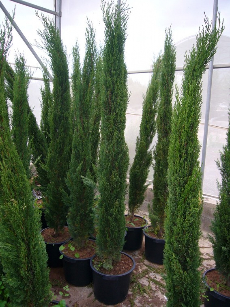 Cupressus Sempervirens