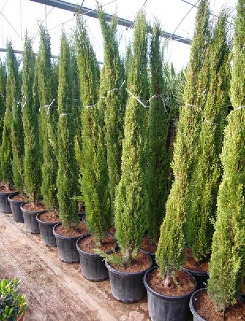 Cupressus Totem