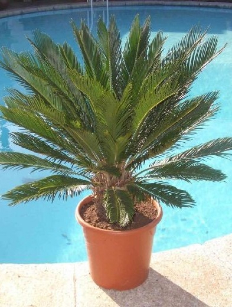 Cycas Revoluta