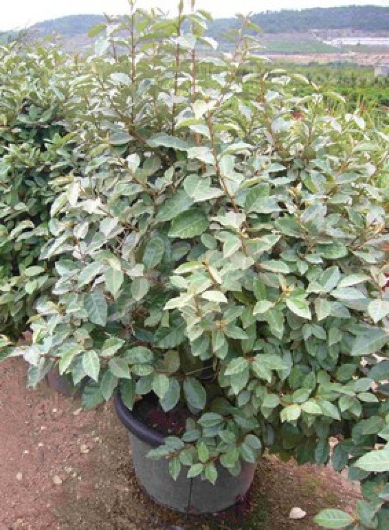 Elaeagnus