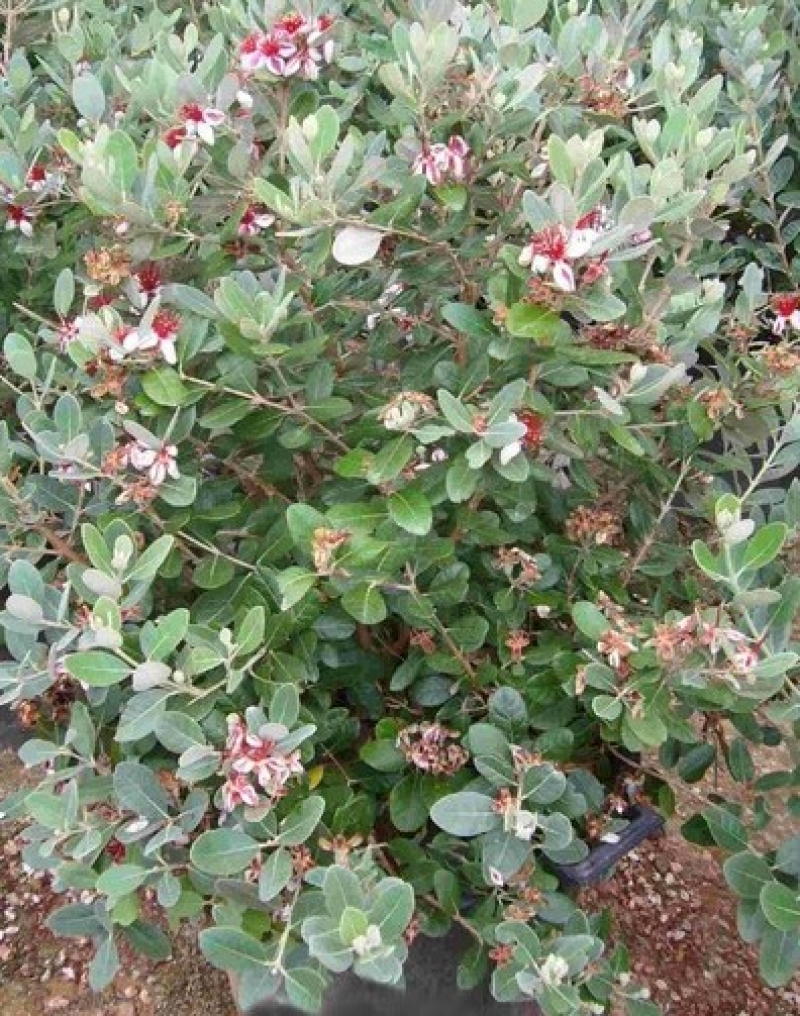 Feijoa