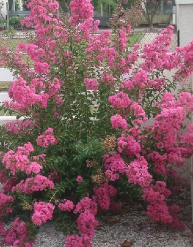 Lagerstroemia