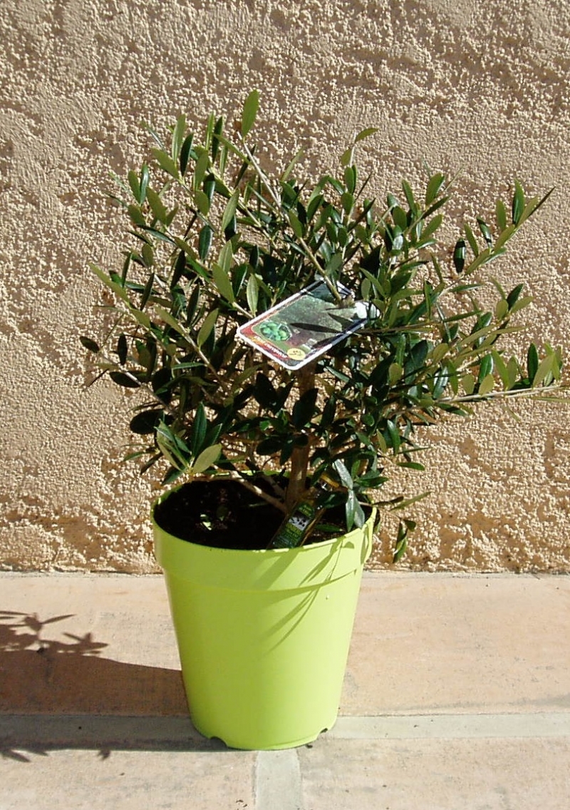 Mini olivier arbustif