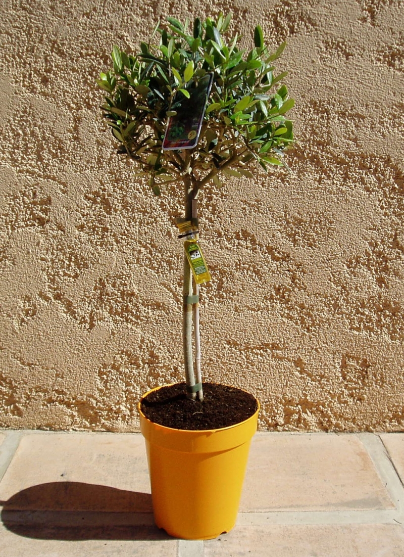 Mini olivier tige