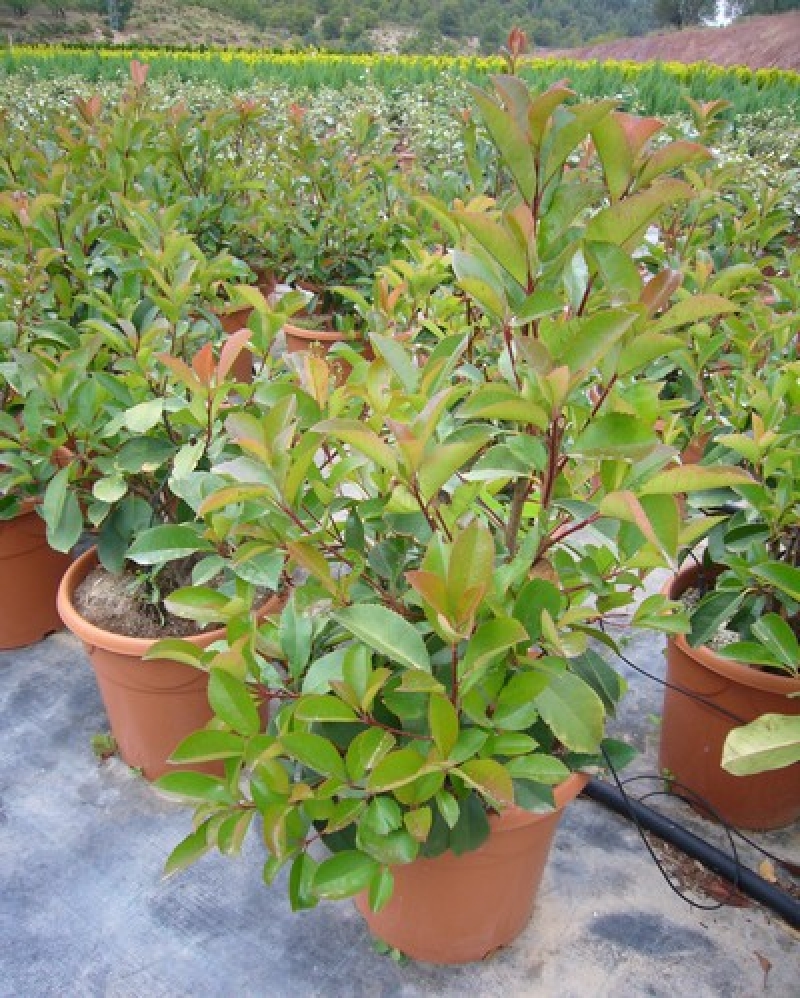 Photinia