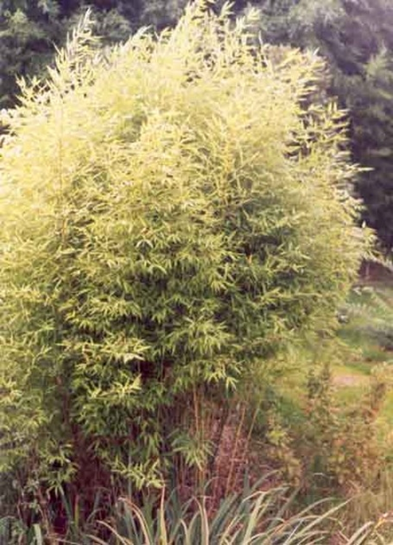 Phyllostachys Auréa