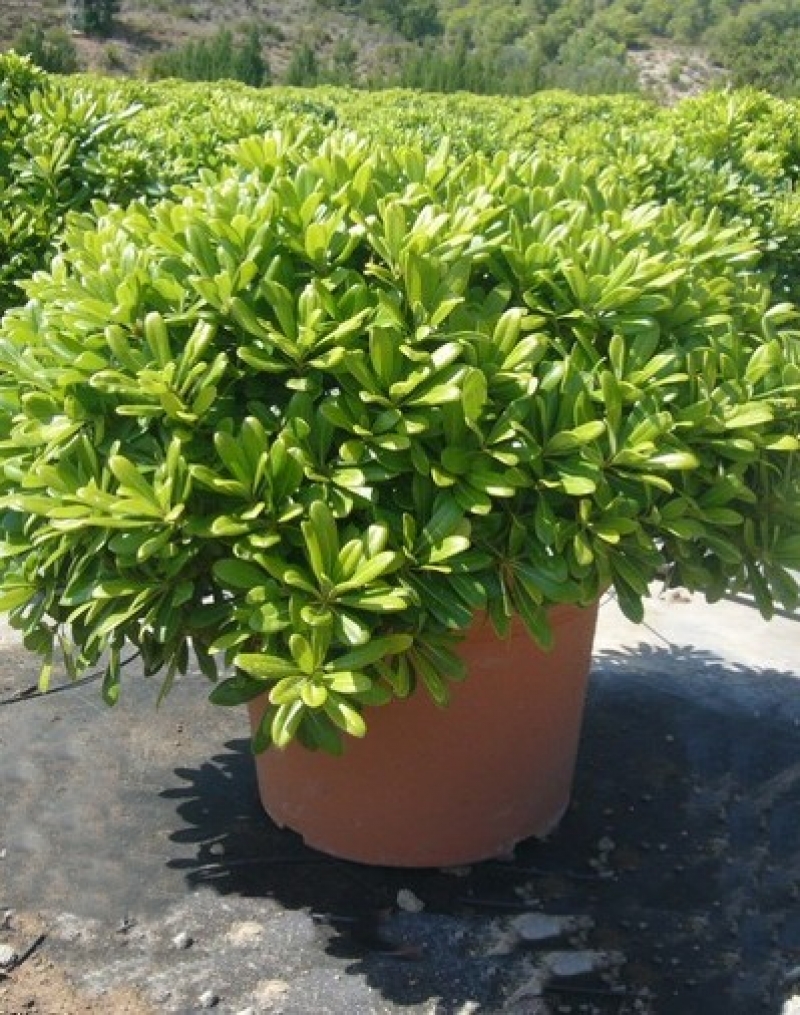 Pittosporum