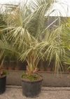 Butia Capitata du Brésil