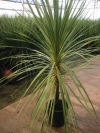 Cordyline Indivisa