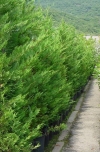 Cupressus Leylandii