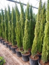 Cupressus Totem