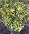 Euonymus