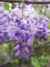 Glycine