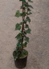 Hedera