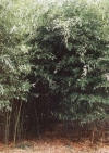 Phyllostachys Bissetii