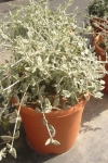 Teucrium