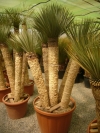 Yucca Rostrata du Mexique