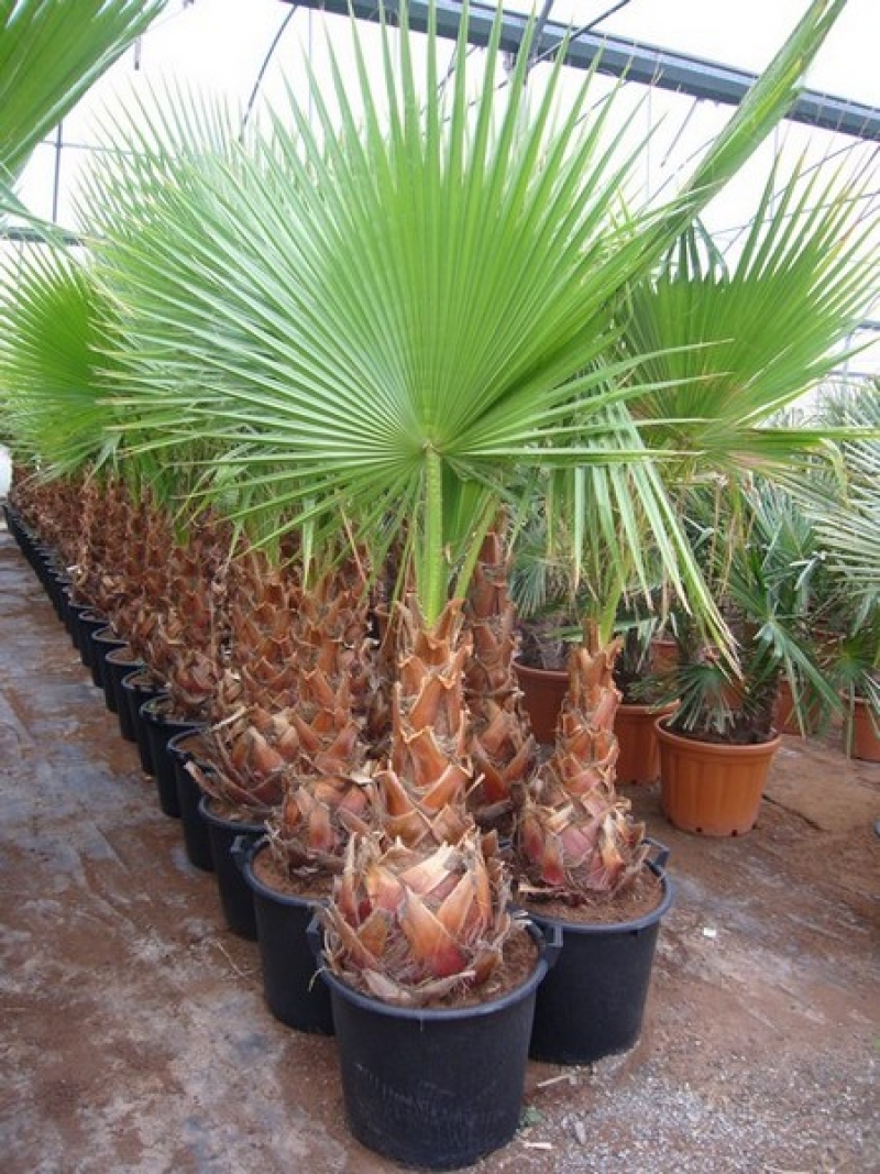 Washingtonia Robusta