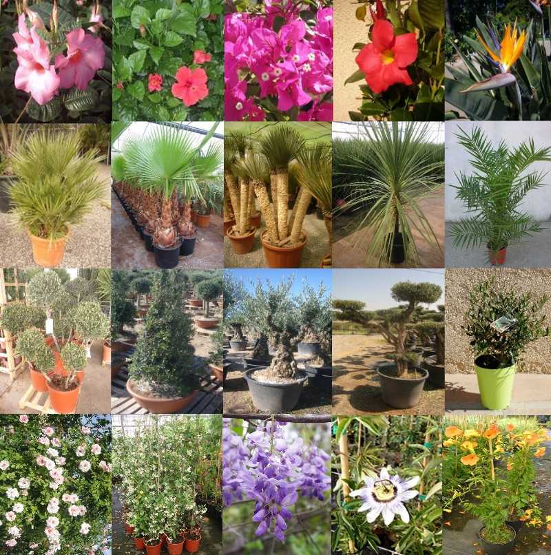 MONTAGE-PHOTOS-PLANTES-SILVER-IMPORT-50